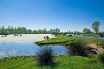 Kizilirmak Deltasi 50 Binden Fazla Ziyaretçiyi Agirladi