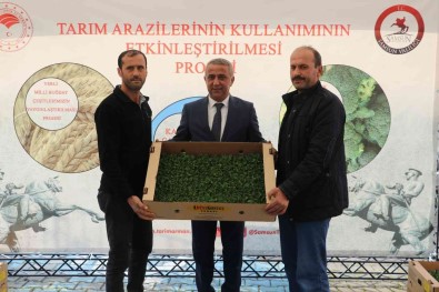 Samsun'da 6 Bin 783 Dekar Alanda 8 Bin 240 Ton Marul Üretiliyor
