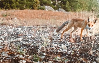 Kurnaz Tilki Ormandaki Tüm Fotokapanlari Tespit Etti