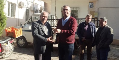 Efelerli Üreticilere 5 Bin 768 Adet Incir Fidani Dagitildi