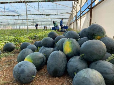 Kilosu 10 Liradan Satilan Kis Karpuzu, Aseren Hamilelere Ilaç Gibi Geliyor