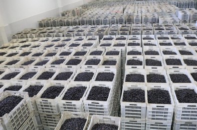 Marmarabirlik'ten 150 Milyon Lira Ödeme