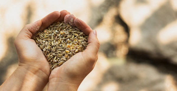 Bakan Kirişci: 2023 tohum desteği bütçesi 978 milyon TL