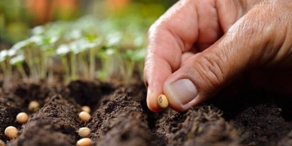 Bakan Kirişci: 2023 tohum desteği bütçesi 978 milyon TL