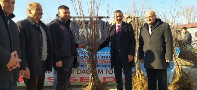 25 Üreticiye 3 Bin 560 Adet Kütahya Cinsi Visne Fidani Dagitildi
