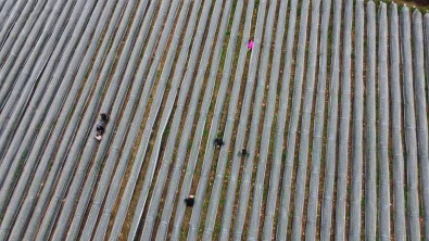 Adana'da Kis Ayinda Çilek Hasadi Açiklamasi Kilosu 80 TL, Bahçeye Müsteriler Kendileri Toplamaya Geliyor