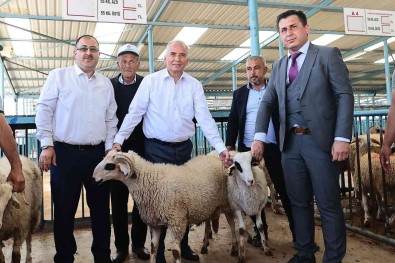 Denizlili Yetistiricilere 1000 Adet Damizlik Koç Ve Teke Dagitilacak