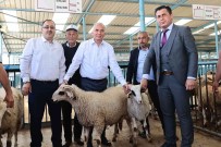 Denizlili Yetistiricilere 1000 Adet Damizlik Koç Ve Teke Dagitilacak