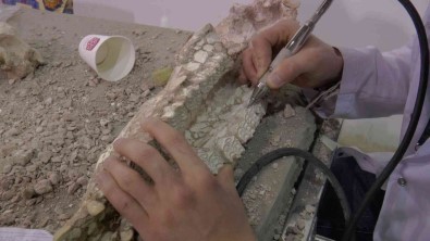 7,5 Milyon Yillik Fosilleri Ayaklandiriyorlar