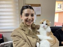 (ÖZEL) Evcil Hayvanlar Için Çip Yogunlugu