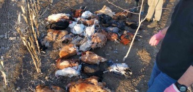 Basibos Köpekler Bahçeye Girdi, 37 Tavugu Telef Etti