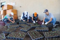 Diyarbakir 2022'De 3 Milyon 384 Bin Mevsimlik Çiçekle Süslendi