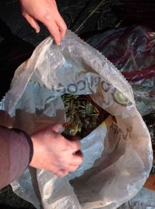 Egirdir Gölü'nde Kaçak Kerevit Avi Baskini