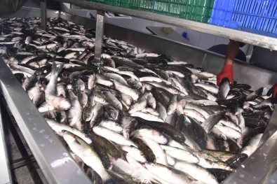 Dalyan Kefali Kilosu 50 Liradan Satiliyor