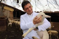 'Yalova Kivircigi Koyunu' Yetistiricisinin Yüzünü Güldürüyor