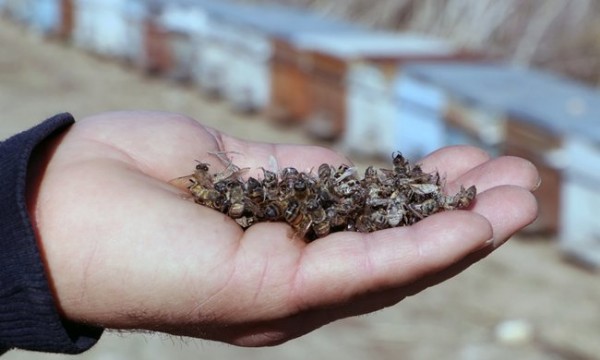 Ceyhan Nehri'nde kimyasal atık paniği: Binlerce arı ve balığı öldürdü