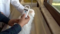 Kayseri'de 5 Bin 512 Evcil Hayvana Çip Takildi