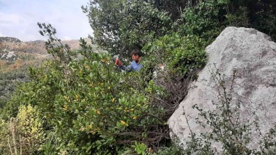 Ormanin Definesi 'Defne' De Hasat Zamani