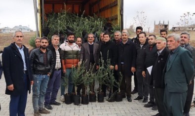 Sincik'te Çiftçilere Zeytin Fidani Dagitildi