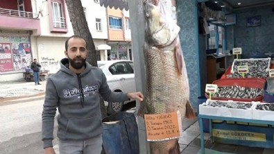 Bugüne kadar yakalananların en büyüğü: 128 kiloluk Yiğido'yu görenler şaşkına dönüyor