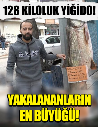 Bugüne kadar yakalananların en büyüğü: 128 kiloluk Yiğido'yu görenler şaşkına dönüyor