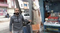Bugüne kadar yakalananların en büyüğü: 128 kiloluk Yiğido'yu görenler şaşkına dönüyor