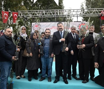 Osmaniye'de Zeytincilik Gelisiyor