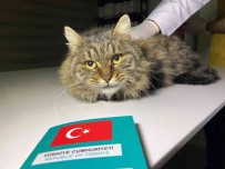 Türkiye'de 629 Bin 165 Sahipli Hayvana Çip Takildi