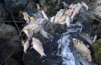 Ceyhan Nehri'nde Balik Ölümleri Açiklamasi Binlerce Baligin Ölüm Nedeni Arastiriliyor