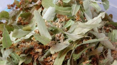 Hastaliklardan Korunmak Isteyenlerin Gözdesi Ihlamur Oldu