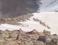 Yüksekova'da Sürü Halindeki Dag Keçileri Kameraya Yansidi