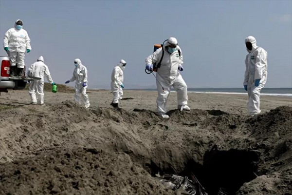 Peru'da kuş gribi alarmı: Acil durum ilan edildi