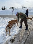 Balikçilar Sokak Hayvanlarini Besledi