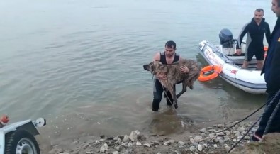Batman Çayinda Mahsur Kalan Köpek Kurtarildi