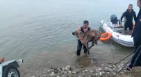 Batman Çayinda Mahsur Kalan Köpek Kurtarildi