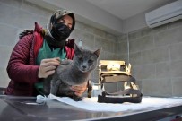 Bu Merkezin Türkiye'de Örnegi Yok