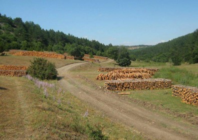 Çorum'da 500 Bin Fidan Toprakla Bulusturuldu