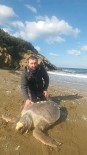 Kapidag Sahillerinde Ölü Caretta Caretta Bulundu