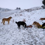 Pursaklar Belediyesi Sokak Hayvanlarina El Uzatiyor