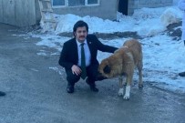 Vali Yardimcisi Kasimoglu, Siddet Gören Iki Köpegi Sahiplendi