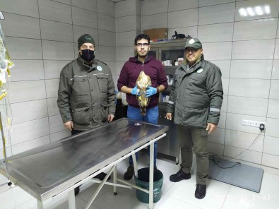 Yarali Ve Bitkin Halde Bulunan Kizil Sahinler Tedavi Altina Alindi