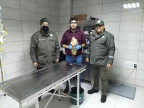 Yarali Ve Bitkin Halde Bulunan Kizil Sahinler Tedavi Altina Alindi