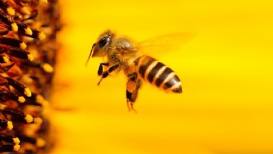 60 bin arı çalındı! Kovan hırsızlıkları giderek yaygınlaşıyor.