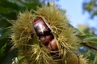 Aydin Kestanesi, Çalistayda Konusulacak