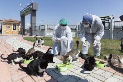 Büyüksehirden Sokak Hayvanlari Için 48 Ton Mama Destegi