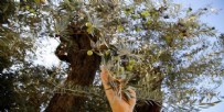 BALIKESİR - CHP'li belediye zeytinliklere acımadı! AVM için doğa katliamı yapacaklar