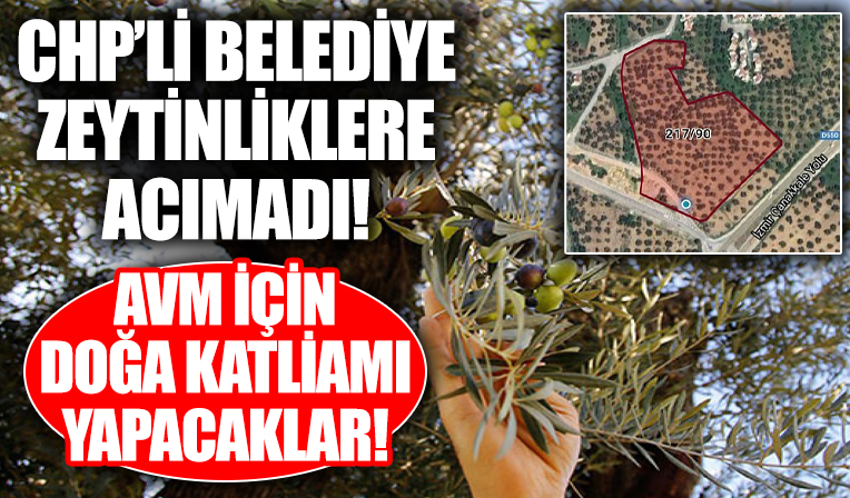 CHP'li belediye zeytinliklere acımadı! AVM için doğa katliamı yapacaklar