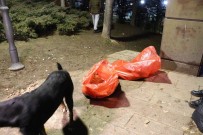 Ankara'da Bir Köpek Zehirlenerek Telef Edildigi Iddia Edilen 8 Yavru Köpegin Basindan Dakikalarca Ayrilmadi