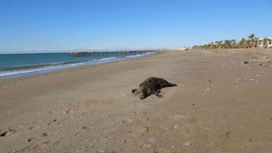 Manavgat Sahilinde Telef Olmus Domuz Bulundu