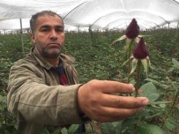 Sevgililer Günü Öncesi Gülü Soguk Vurdu